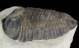 Parahomalonotus calvus Trilobite - Foum Zguid, Morocco #71260-3